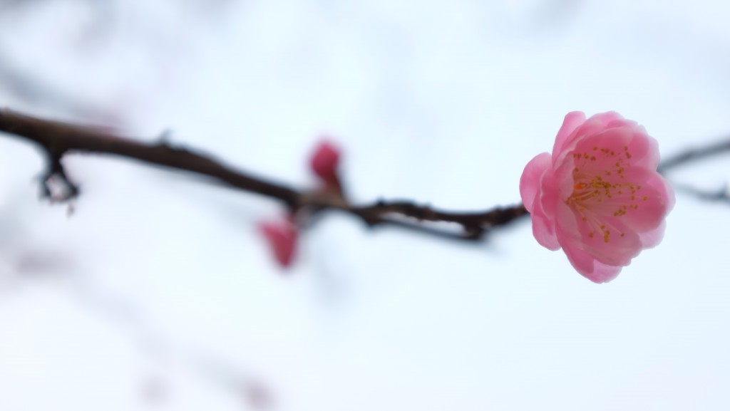 寒冬腊月梅花开